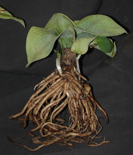 Pythium root rot is a serious problem for schefflera plants.