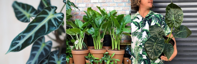 Re-potting is an important step in ensuring that your elephant ear plant continues to grow quickly.