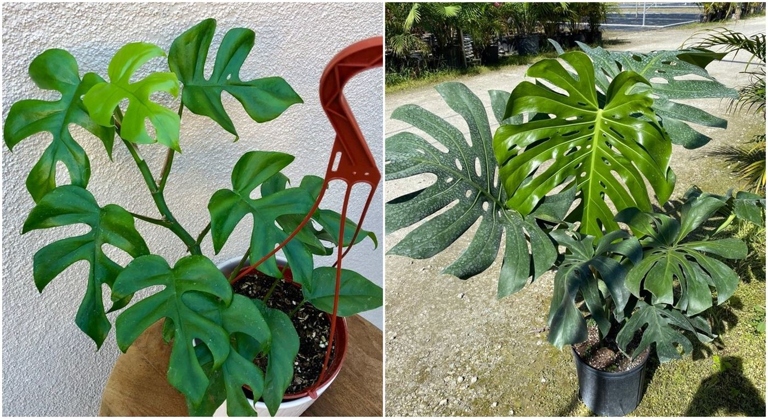 Rhaphidophora tetrasperma and Monstera deliciosa are both vines that are often grown indoors.