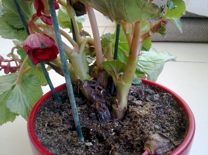 Rhizoctonia crown rot is a fungal disease that can affect begonias.