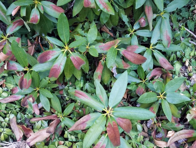 Rhododendron plants are susceptible to root and stem rot, which can cause the leaves to turn black.