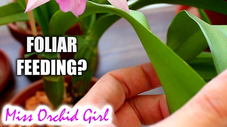 Root and foliar feeding are two methods of feeding orchids that can be used to provide them with the nutrients they need.