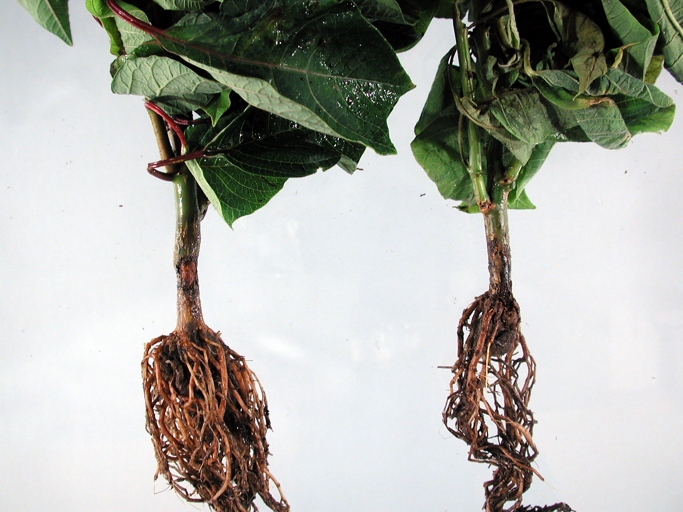 Root rot and stem rot are two of the most common problems that poinsettia growers face.