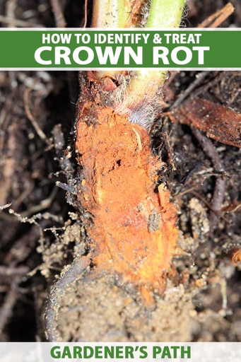 Root rot disease is a serious problem for ferns, and can often be fatal.