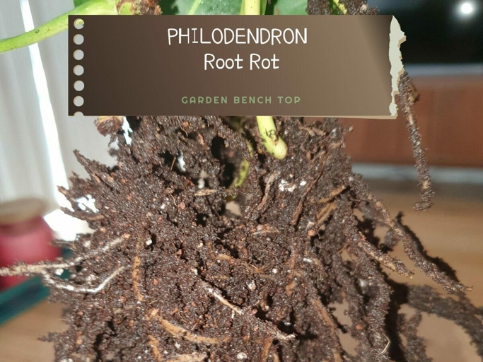 Root rot in philodendrons is characterized by brown or black roots that are mushy to the touch. The leaves of the plant may also yellow and drop off.