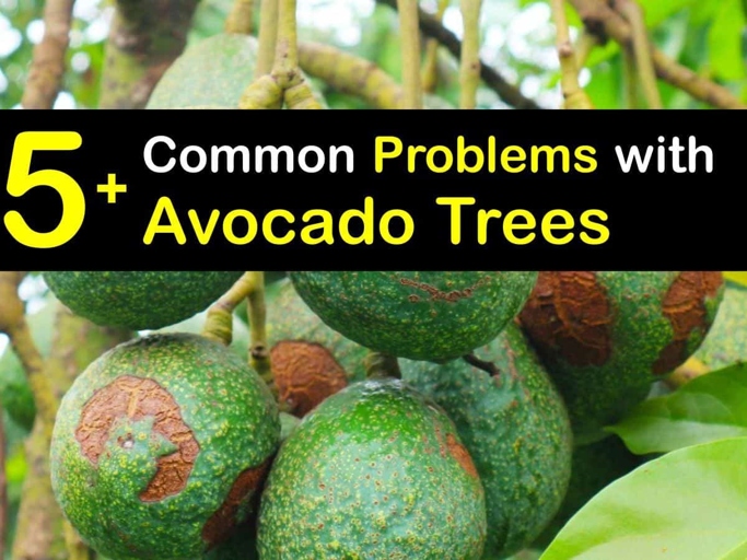 Root rot is a common problem when avocado trees are overwatered.