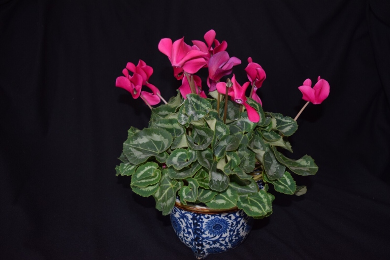 Root rot is a common problem with cyclamen that is caused by overwatering.