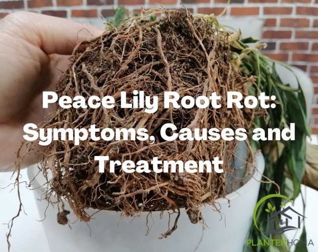 Root rot is a common problem with peace lilies, and the best way to prevent it is to use a well-draining soil.