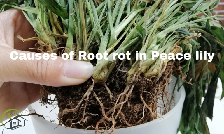 Root rot is a common problem with peace lilies.