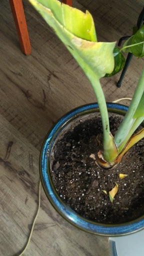Root rot is a serious problem for bird of paradise plants.