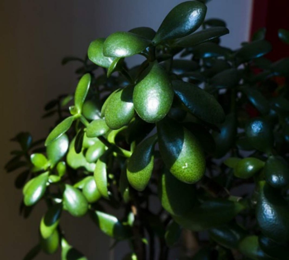 Root rot is a serious problem for jade plants, and it can be difficult to solve.