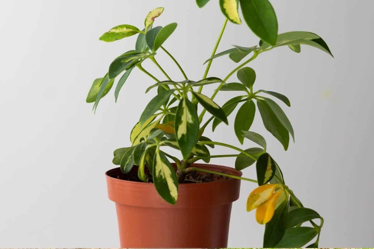 Root rot is a serious problem for schefflera plants, and it can be difficult to spot the symptoms.