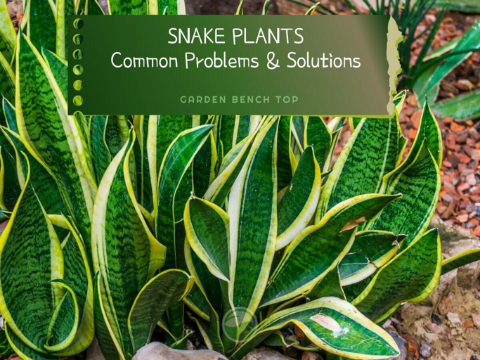 Root rot is a serious problem for snake plants because it damages the nutrient and water supply system.