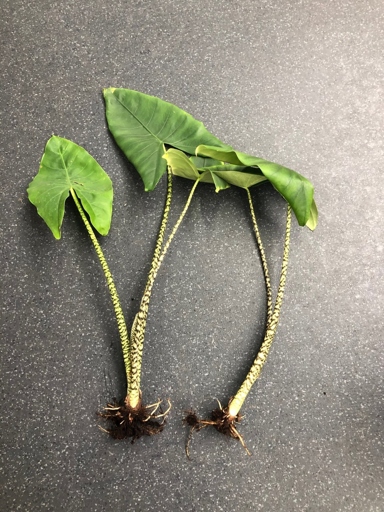 Root rot on Scheffleras looks like brown, mushy roots that may fall off easily when touched. The leaves of the plant may also yellow and drop off.