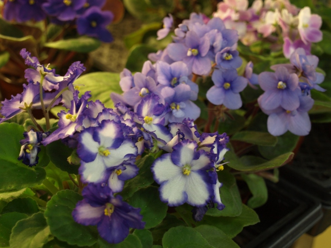 Rusts are one of the most common problems with African violets, but they can be treated with a number of different methods.