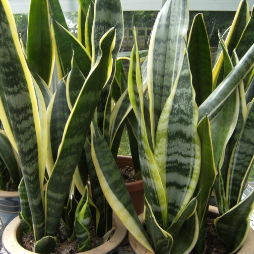 Sansevieria Francisii, or mother-in-law's tongue, is a succulent plant that is easy to care for and is tolerant of neglect.