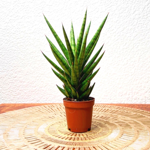 Sansevieria Francisii, or Snake Plants, are easy to care for and make a great addition to any home.