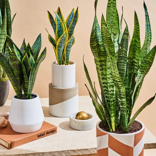Sansevieria Francisii, or Snake Plants, are easy to care for and make great houseplants.