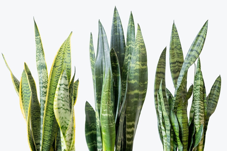 Sansevieria Francisii, or snake plants, are one of the easiest houseplants to care for. They are very tolerant of neglect and can thrive in a wide range of lighting conditions, from bright light to low light.