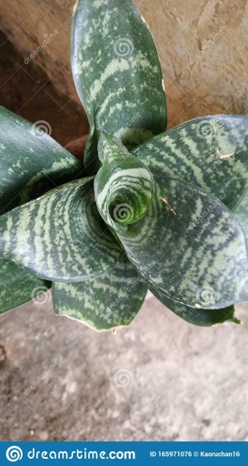 Sansevieria is a genus of flowering plants in the family Asparagaceae, native to Africa, Madagascar and southern Asia.