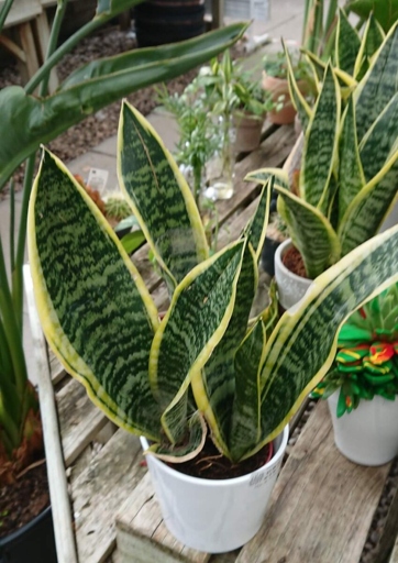 Sansevieria is a succulent plant, so it does not require much water. Allow the soil to dry out completely before watering.