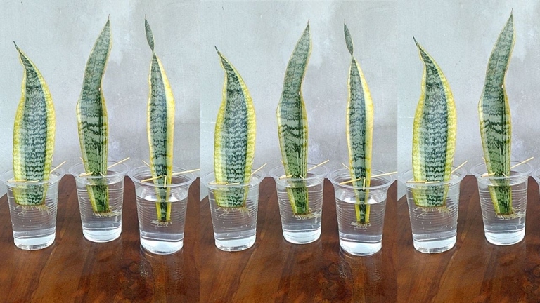 Sansevieria, or snake plants, are easy to propagate from leaf cuttings.