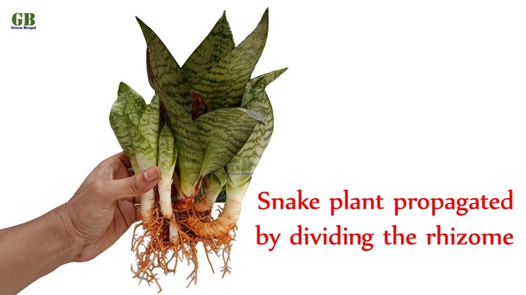 Sansevieria, or snake plants, are easy to propagate through rhizomes.