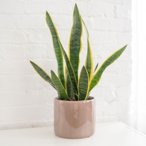 Sansevieria trifasciata, also known as mother-in-law's tongue or snake plant, is a popular houseplant that is known for its easy care.