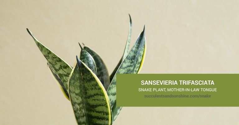 Sansevieria trifasciata, also known as the snake plant, is a succulent that can be propagated by rhizome division.