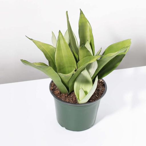 Sansevieria trifasciata, or moonshine sansevieria, is a succulent plant that is easy to care for.