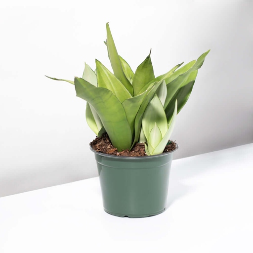 Sansevieria trifasciata, or moonshine snake plant, is a common houseplant that is also safe for pets.