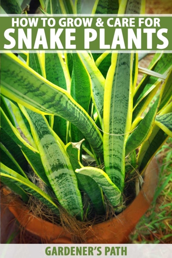 Sansevieria trifasciata, or moonshine snake plant, is a succulent plant that is easy to care for and can tolerate neglect.