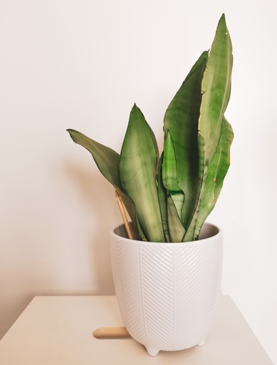Sansevieria trifasciata, or moonshine snake plant, is a succulent that can tolerate low light conditions.