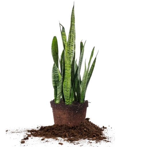 Sansevieria trifasciata, or mother-in-law's tongue, is a hardy succulent that can thrive in a variety of potting soils, as long as the soil is well-draining.