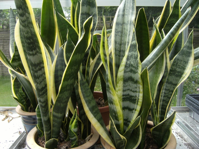 Sansevieria trifasciata, or mother-in-law's tongue, is a succulent plant that is easy to care for.
