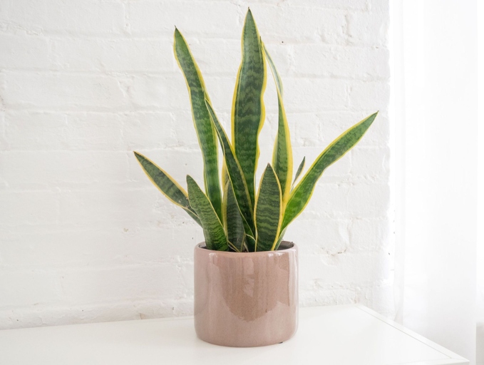 Sansevieria trifasciata, or mother-in-law's tongue, is a succulent plant that is tolerant of a wide range of environmental conditions, including low humidity.