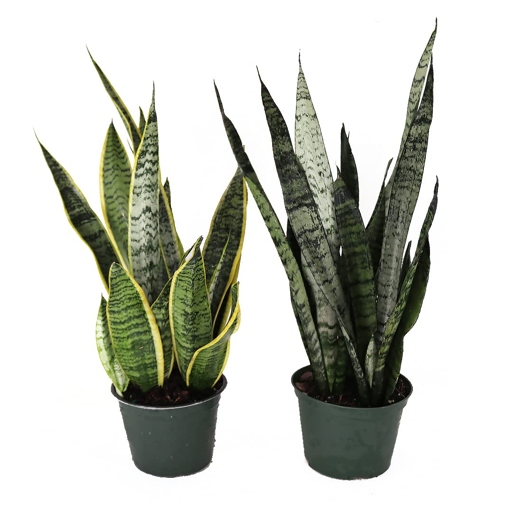 Sansevieria zeylanica and Dracaena laurentii are both low-maintenance, drought-tolerant plants that can thrive in a variety of lighting conditions.