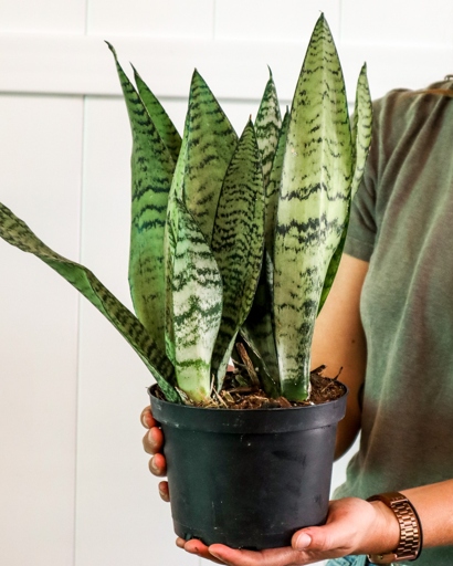 Sansevieria Zeylanica and Sansevieria Laurentii are both succulents that are easy to care for and require little light.