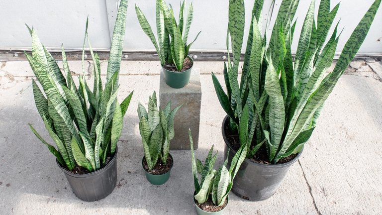 Sansevieria zeylanica and Sansevieria laurentii are two types of plants in the Sansevieria genus.