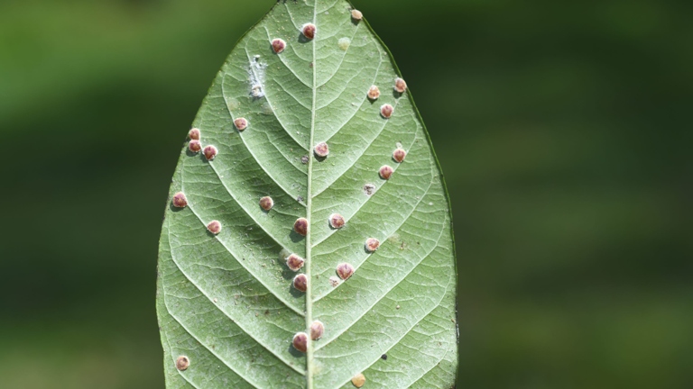 Scale insects are a type of insect that feeds on plants by sucking the sap from the leaves.