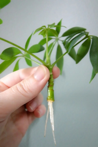 Schefflera can be propagated by taking stem cuttings from new growth in the spring or summer.