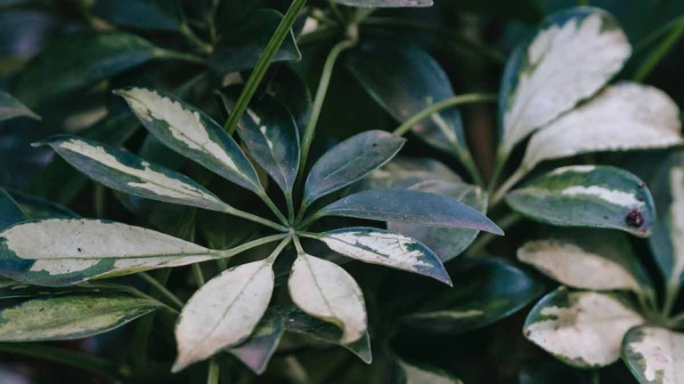 Schefflera leaves can curl due to temperature stress.