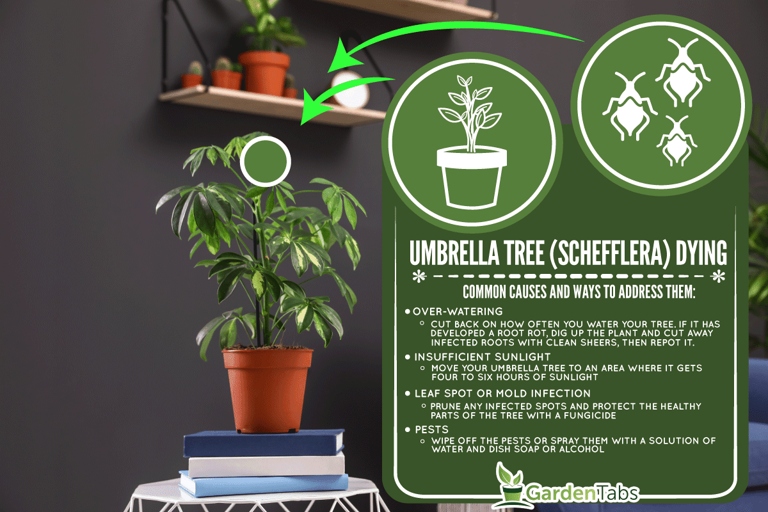 Schefflera soft rot is a condition that can affect the roots of your plant, causing them to rot.