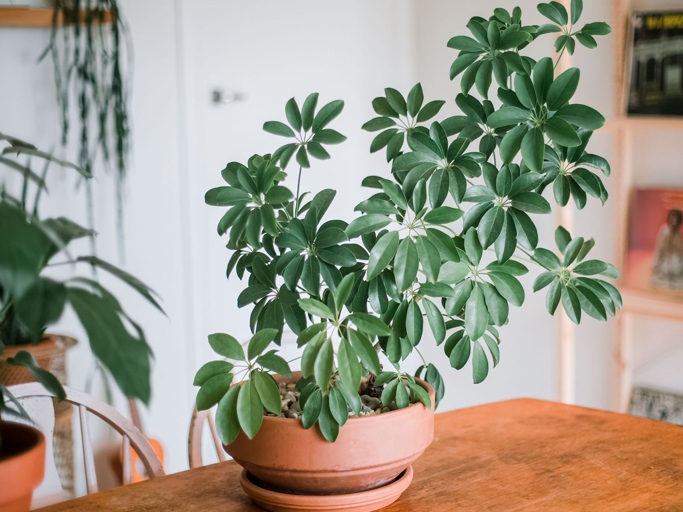 Scheffleras are popular houseplants because they are easy to care for, but sometimes their leaves turn black.