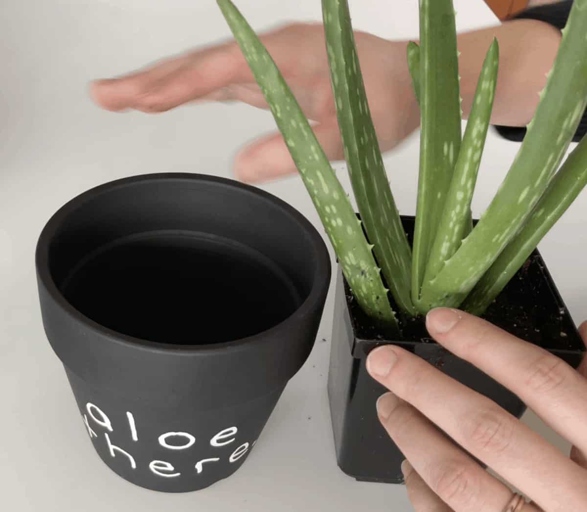Select a pot that is only slightly larger than the root ball of your aloe vera plant.