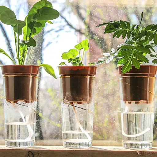 Self-watering pots are an easy and convenient way to water your plants.