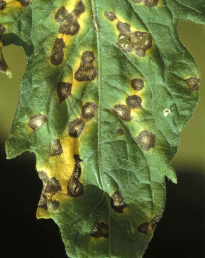Septoria is a fungal disease that affects hydrangeas, causing the leaves to turn brown.