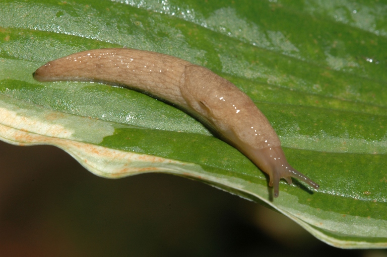 Slugs and snails are common pests in the home garden.