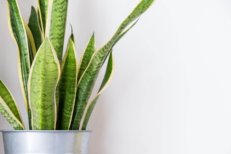 Snake plants are pretty tolerant to a range of temperatures, but they prefer temperatures between 60 and 80 degrees Fahrenheit.