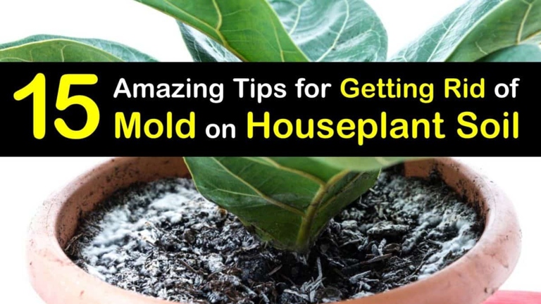 Soil disinfection is a process that helps to get rid of mold on plant soil.